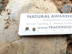 Apterona helicoidella