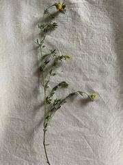Medicago falcata