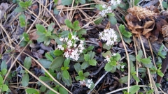 Ceanothus prostratus