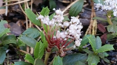 Ceanothus prostratus