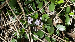 Ceanothus prostratus