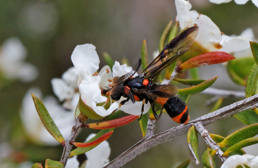 Pterygophorus
