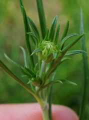 Scabiosa canescens