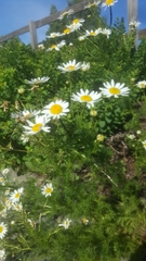 Tripleurospermum inodorum