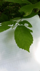 Prunus triloba
