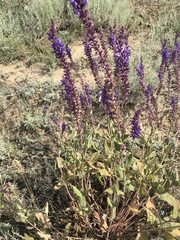 Salvia nemorosa pseudosylvestris