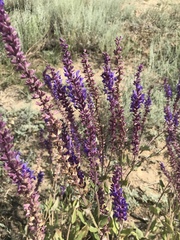 Salvia nemorosa pseudosylvestris