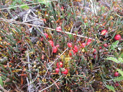 Ephedra rupestris