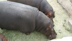 Hippopotamidae
