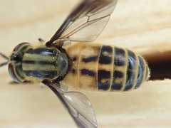 Chrysops lateralis