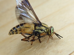 Chrysops lateralis