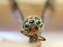 Chrysops lateralis