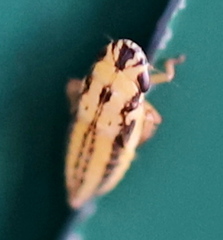 Anoscopus
