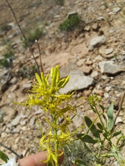 Stanleya pinnata