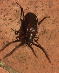 Prionus imbricornis