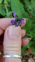Salvia pratensis