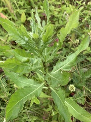 Cirsium arvense