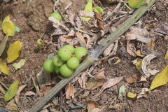 Ampelocissus acapulcensis
