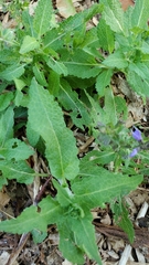 Salvia pratensis