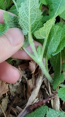 Salvia pratensis