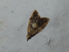 Pseudargyrotoza conwagana