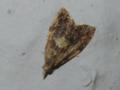 Pseudargyrotoza conwagana