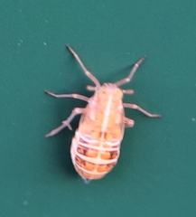 Dicranotropis