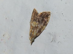 Pseudargyrotoza conwagana