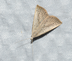 Macrochilo louisiana