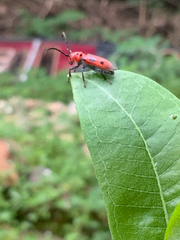 Tetraopes tetrophthalmus