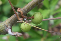 Ampelocissus acapulcensis