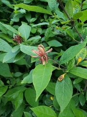 Calycanthus floridus
