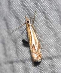 Crambus bidens