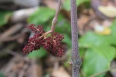 Ampelocissus acapulcensis