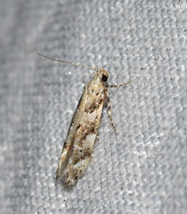 Coleotechnites coniferella