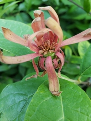 Calycanthus floridus