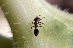 Crematogaster pinicola