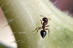 Crematogaster pinicola