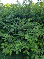 Calycanthus floridus