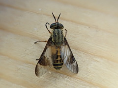 Chrysops lateralis