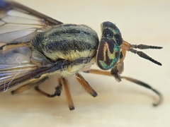 Chrysops lateralis