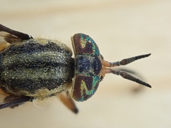 Chrysops lateralis