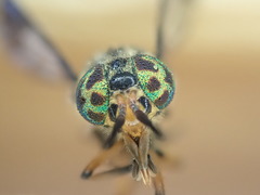 Chrysops lateralis