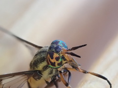 Chrysops lateralis