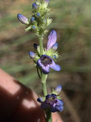 Penstemon euglaucus