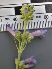 Penstemon euglaucus