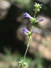 Penstemon euglaucus
