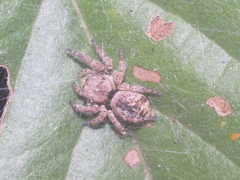 Carrhotus coronatus
