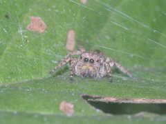 Carrhotus coronatus