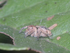 Carrhotus coronatus